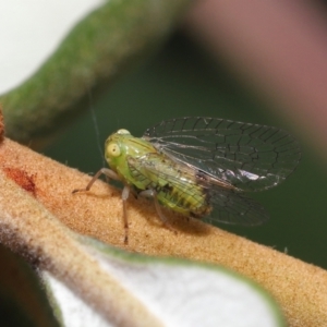 Psyllidae sp. (family) at Acton, ACT - 21 Jan 2022