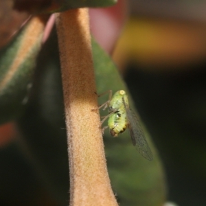 Psyllidae sp. (family) at Acton, ACT - 21 Jan 2022