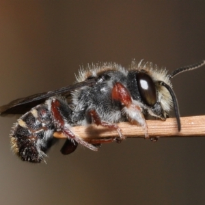 Megachile leucopyga at Acton, ACT - 21 Jan 2022