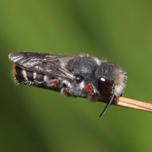 Megachile leucopyga at Acton, ACT - 21 Jan 2022 11:31 AM