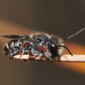 Megachile leucopyga at Acton, ACT - 21 Jan 2022 11:31 AM