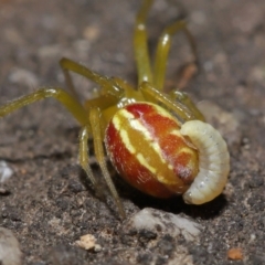 Deliochus pulcher (Beautiful Deliochus spider) at ANBG - 21 Jan 2022 by TimL