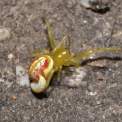 Deliochus pulcher at Acton, ACT - 21 Jan 2022 12:35 PM