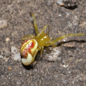 Deliochus pulcher at Acton, ACT - 21 Jan 2022 12:35 PM