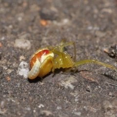 Deliochus pulcher at Acton, ACT - 21 Jan 2022 12:35 PM