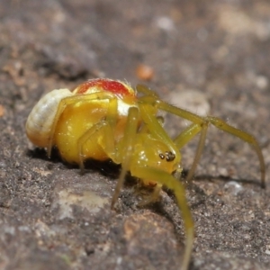 Deliochus pulcher at Acton, ACT - 21 Jan 2022 12:35 PM