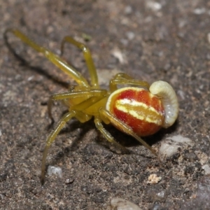 Deliochus pulcher at Acton, ACT - 21 Jan 2022