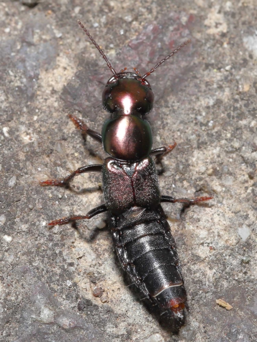 Staphylinidae (family) at Acton, ACT - 21 Jan 2022