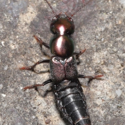 Staphylinidae (family) (Rove beetle) at Acton, ACT - 21 Jan 2022 by TimL