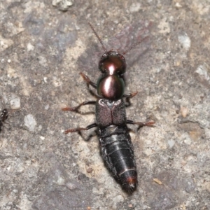 Staphylinidae (family) at Acton, ACT - 21 Jan 2022