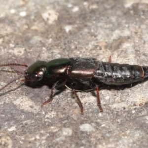 Staphylinidae (family) at Acton, ACT - 21 Jan 2022