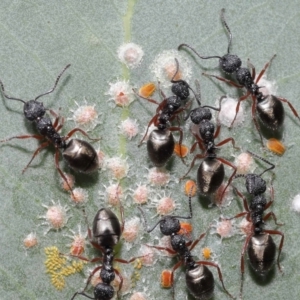 Dolichoderus scabridus at Acton, ACT - 21 Jan 2022