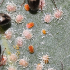 Dolichoderus scabridus at Acton, ACT - 21 Jan 2022