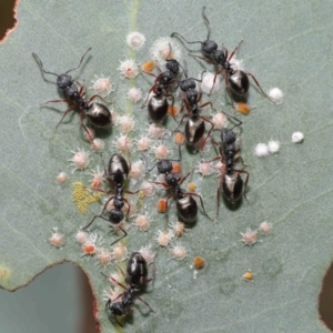 Dolichoderus scabridus at Acton, ACT - 21 Jan 2022