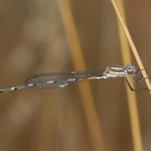 Austrolestes leda at Acton, ACT - 23 Jan 2022