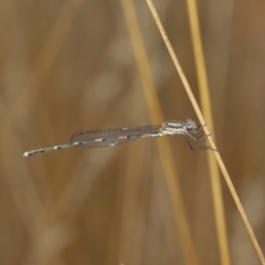 Austrolestes leda at Acton, ACT - 23 Jan 2022 11:47 AM