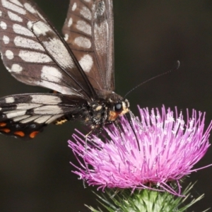 Papilio anactus at Acton, ACT - 23 Jan 2022 01:21 PM