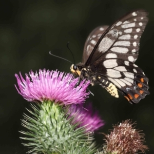 Papilio anactus at Acton, ACT - 23 Jan 2022 01:21 PM