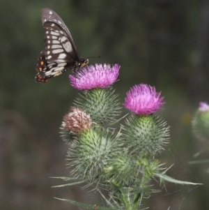 Papilio anactus at Acton, ACT - 23 Jan 2022