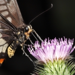 Papilio anactus at Acton, ACT - 23 Jan 2022