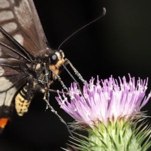 Papilio anactus at Acton, ACT - 23 Jan 2022 01:21 PM