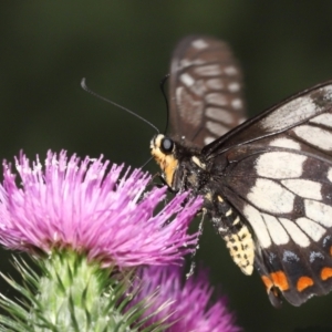 Papilio anactus at Acton, ACT - 23 Jan 2022 01:21 PM