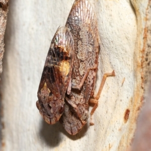 Stenocotis depressa at Acton, ACT - 23 Jan 2022