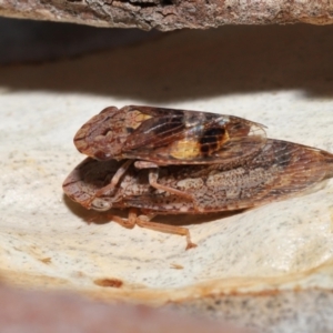 Stenocotis depressa at Acton, ACT - 23 Jan 2022