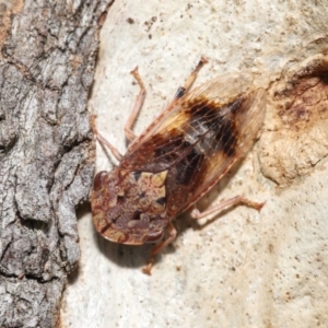 Stenocotis depressa at Acton, ACT - 23 Jan 2022