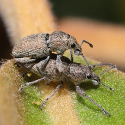 Entiminae (subfamily) (Entimine weevil) at Acton, ACT - 23 Jan 2022 by TimL