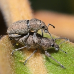 Entiminae (subfamily) (Entimine weevil) at Acton, ACT - 23 Jan 2022 by TimL