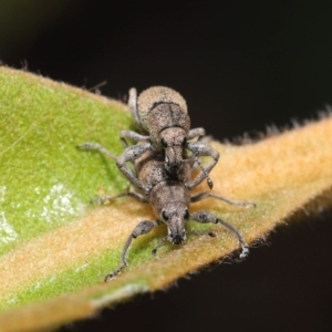 Entiminae (subfamily) at Acton, ACT - 23 Jan 2022