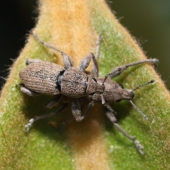 Entiminae (subfamily) at Acton, ACT - 23 Jan 2022