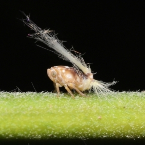 Scolypopa australis at Acton, ACT - 23 Jan 2022 11:38 AM