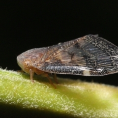 Scolypopa australis at Acton, ACT - 23 Jan 2022 11:38 AM