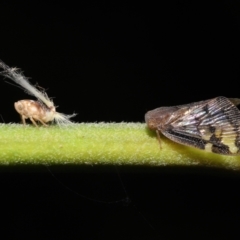 Scolypopa australis at Acton, ACT - 23 Jan 2022