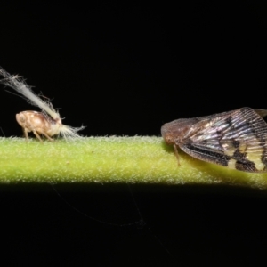 Scolypopa australis at Acton, ACT - 23 Jan 2022 11:38 AM