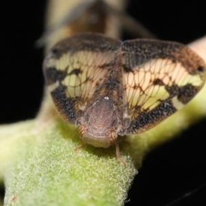 Scolypopa australis at Acton, ACT - 23 Jan 2022