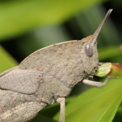 Goniaea australasiae (Gumleaf grasshopper) at ANBG - 21 Jan 2022 by TimL