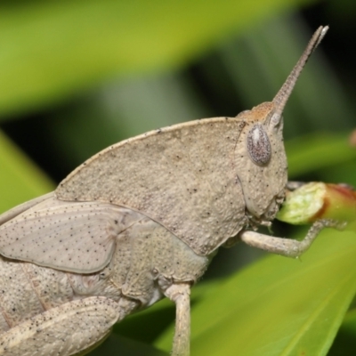 Goniaea australasiae (Gumleaf grasshopper) at Acton, ACT - 21 Jan 2022 by TimL