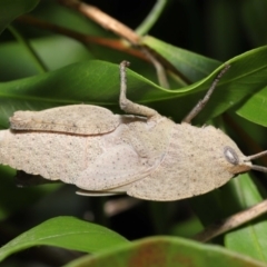 Goniaea australasiae at Acton, ACT - 21 Jan 2022