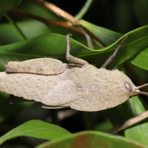 Goniaea australasiae at Acton, ACT - 21 Jan 2022