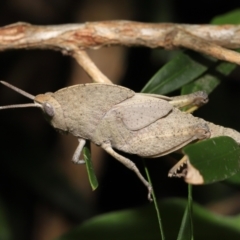 Goniaea australasiae at Acton, ACT - 21 Jan 2022 01:39 PM
