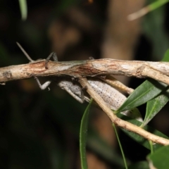 Goniaea australasiae at Acton, ACT - 21 Jan 2022