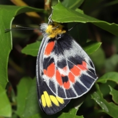 Delias harpalyce (Imperial Jezebel) at Acton, ACT - 21 Jan 2022 by TimL