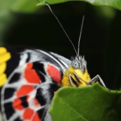 Delias harpalyce at Acton, ACT - 21 Jan 2022 01:03 PM