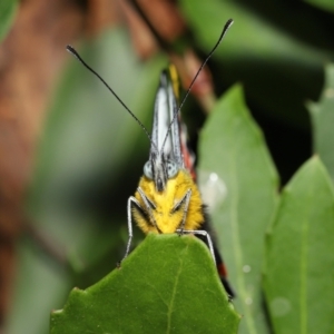 Delias harpalyce at Acton, ACT - 21 Jan 2022 01:03 PM