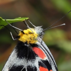 Delias harpalyce at Acton, ACT - 21 Jan 2022 01:03 PM