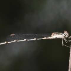 Austrolestes leda (Wandering Ringtail) at ANBG - 21 Jan 2022 by TimL