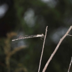 Austrolestes leda at Acton, ACT - 21 Jan 2022